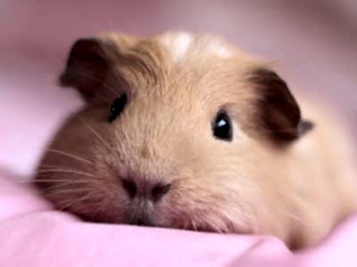 Морская свинка Момоша - выездной зоопарк