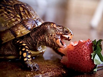 Черепаха Краска - выездной зоопарк