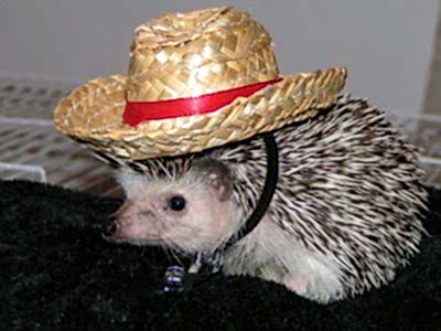 Ёжик Фенька - выездной зоопарк